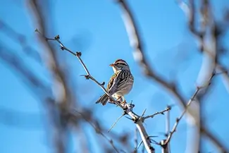 Hueco Tanks State Park Sparrow Perched On Branch, El Paso, Texas