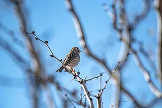Hueco Tanks State Park Historic Site Chipping Sparrow Perched On Branch, El Paso, Texas