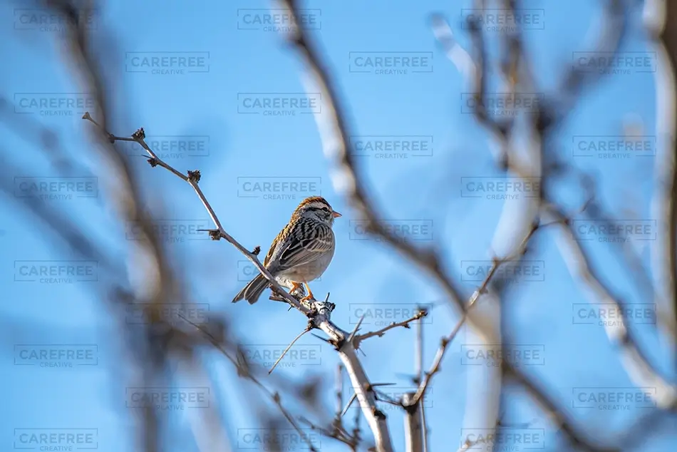 Hueco Tanks State Park Historic Site Chipping Sparrow Perched On Branch, El Paso, Texas · United States