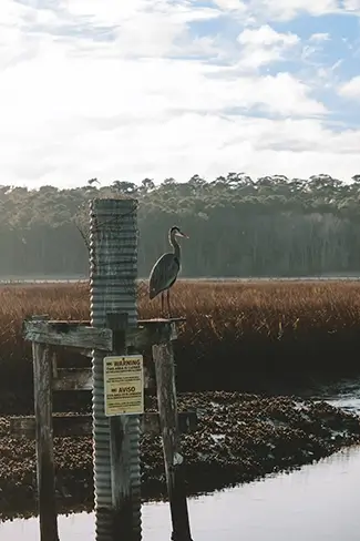Huntington Beach State Park Great Blue Heron, Murrells Inlet, South Carolina