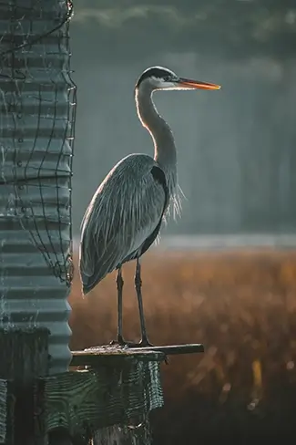 Huntington Beach State Park Heron Perched on Dock, Murrells Inlet, South Carolina