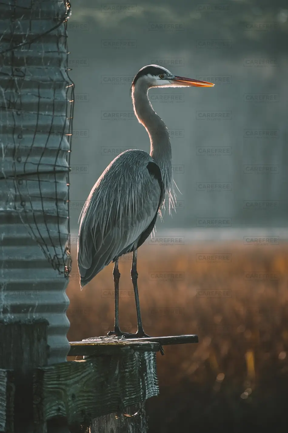Huntington Beach State Park Heron Perched on Dock