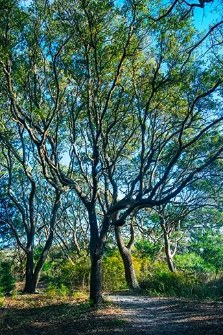 Huntington Beach State Park Sprawling Oak Trees, Murrells Inlet, South Carolina