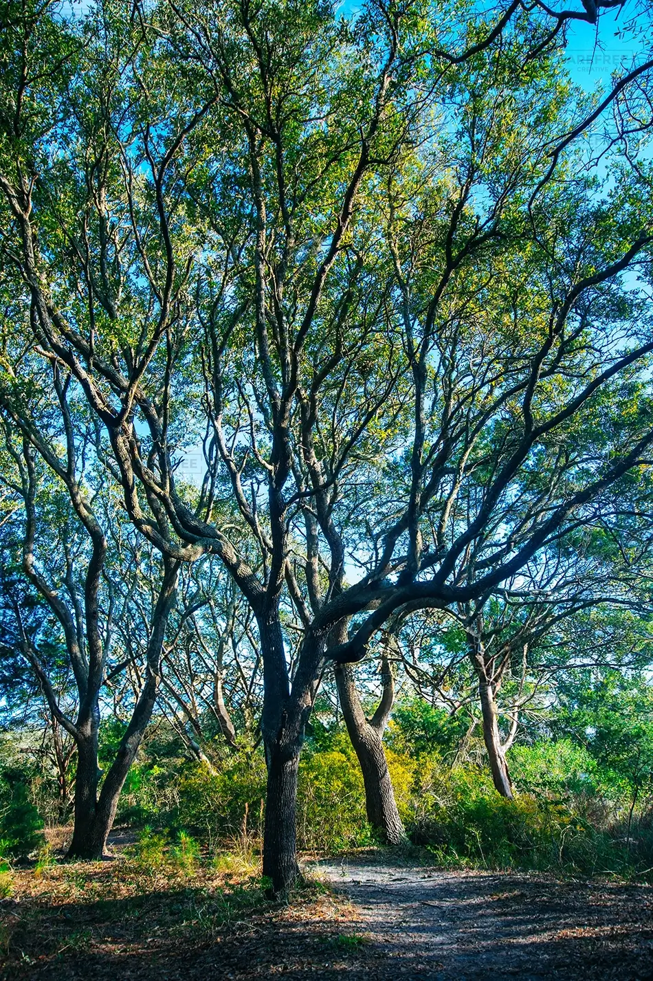 Huntington Beach State Park Sprawling Oak Trees, Murrells Inlet, South Carolina · United States