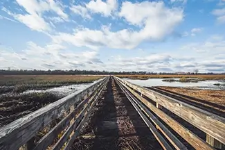 Huntington Beach State Park Wooden Boardwalk Through Marsh, Murrells Inlet, South Carolina