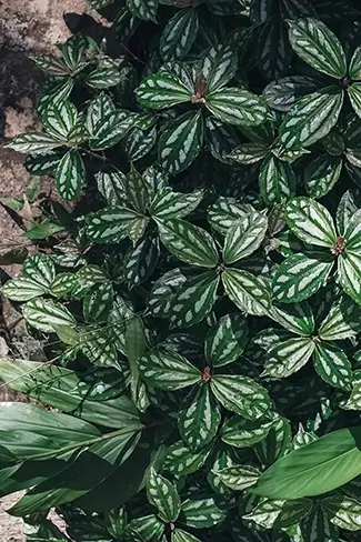 Isabel De Torres National Park Tapestry of Maranta Leaves, Puerto Plata, Dominican Republic