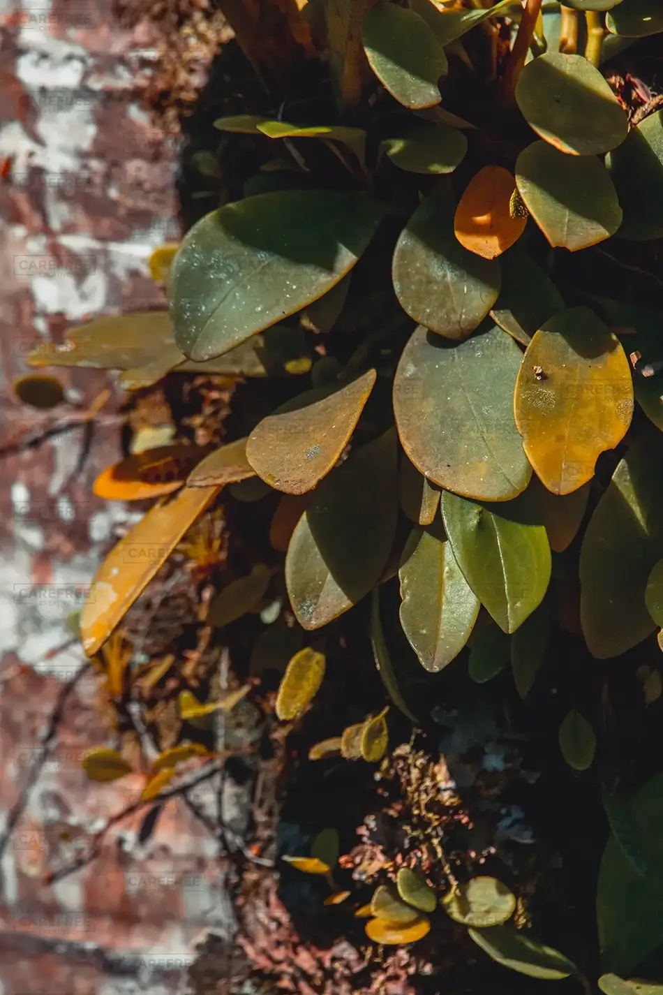 Isabel De Torres National Park Glimpse of Autumn, Puerto Plata, Dominican Republic · Caribbean