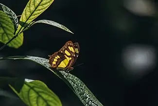 Isabel De Torres National Park Passing Malachite Butterfly, Puerto Plata, Dominican Republic