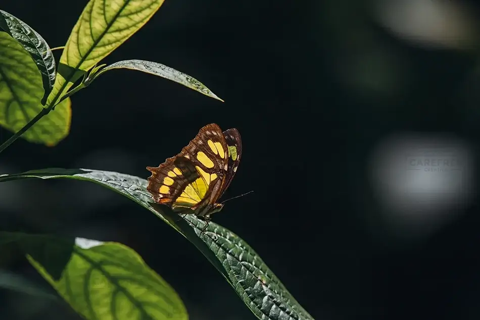 Isabel De Torres National Park Passing Malachite Butterfly, Puerto Plata, Dominican Republic · Caribbean