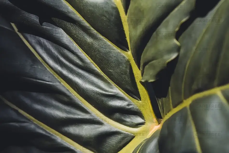 Isabel De Torres National Park Verdant Philodendron Plant Close-Up, Puerto Plata, Dominican Republic · Caribbean