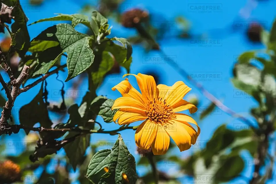 Isabel De Torres National Park Mexican Sunflower In The Sun, Puerto Plata, Dominican Republic · Caribbean
