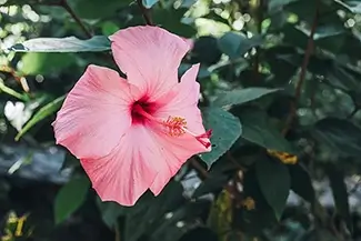 Isabel De Torres National Park Single Hibiscus Elegance, Puerto Plata, Dominican Republic