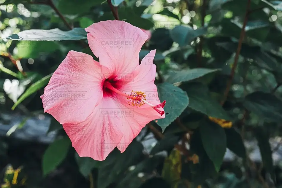 Isabel De Torres National Park Single Hibiscus Elegance, Puerto Plata, Dominican Republic · Caribbean