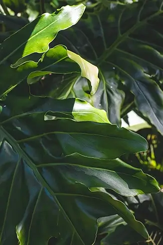 Isabel De Torres National Park Lush Tropical Philodendron Leaves, Puerto Plata, Dominican Republic