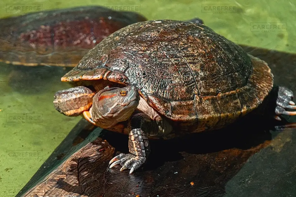 Isabel De Torres National Park Suspicious Red-Eared Slider Turtle, Puerto Plata, Dominican Republic · Caribbean