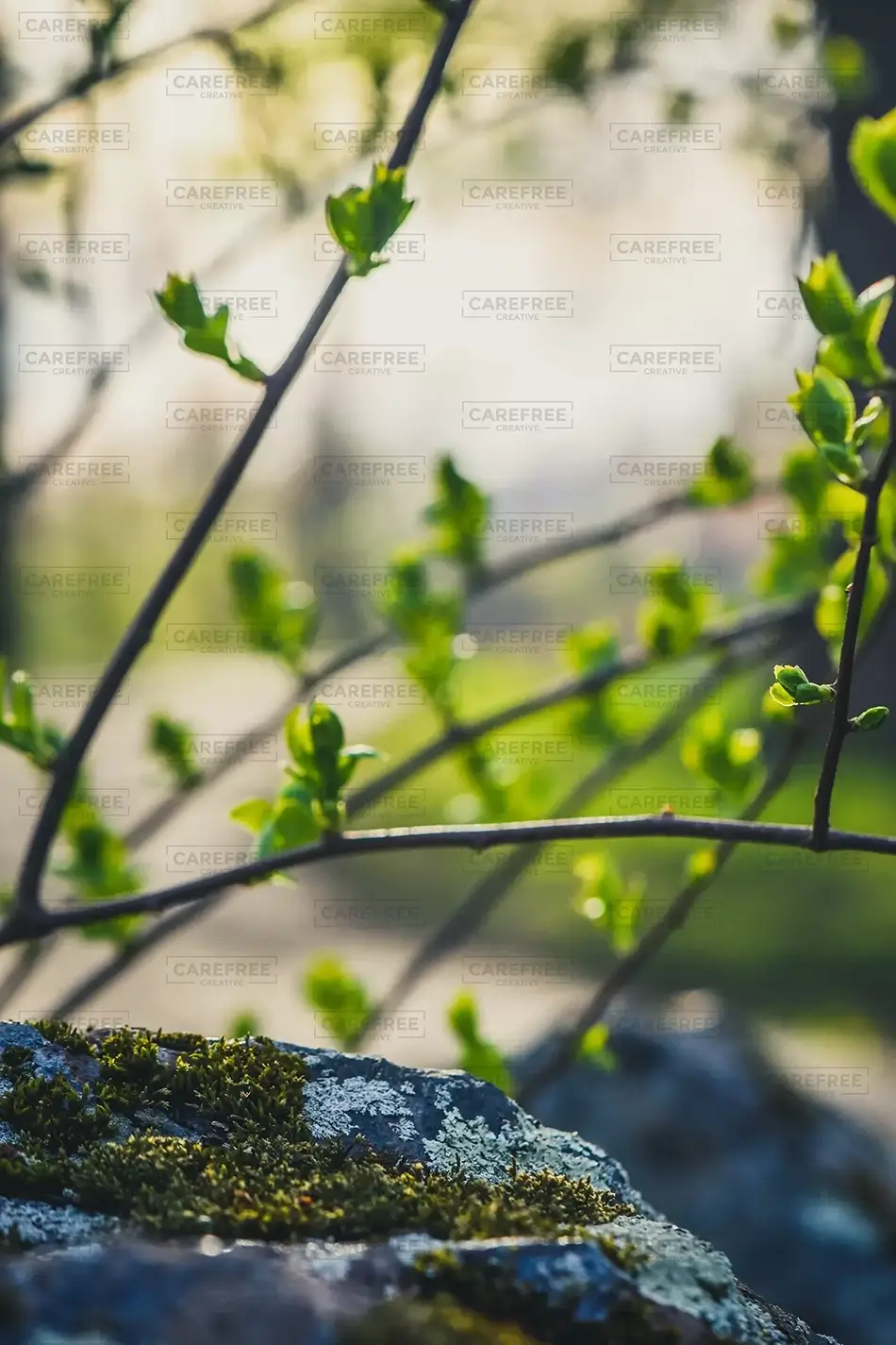 Jubilee Park Island Macro Green Branch, Saco, Maine · United States
