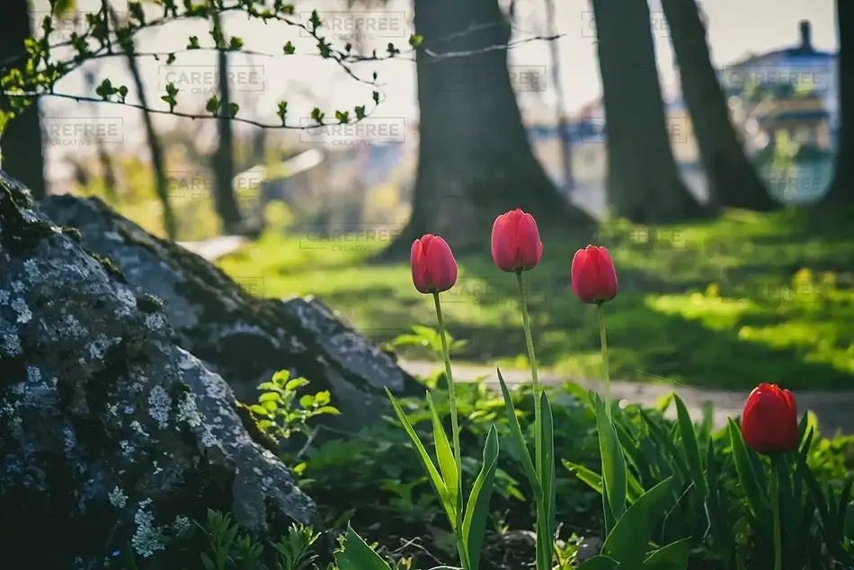 Jubilee Park Island Spring Red Tulips, Saco, Maine · United States