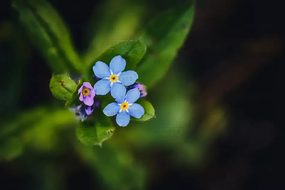 Jubilee Park Island Forget Me Nots, Saco, Maine · United States