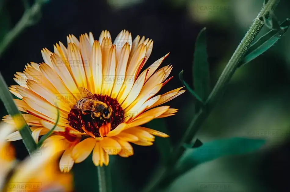 Jubilee Park Island African Daisy, Saco, Maine · United States