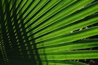 Kelly Park Rock Springs Palm Shadowplay, Apopka, Florida
