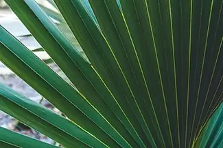 Kelly Park Rock Springs Palm Frond Detail, Apopka, Florida