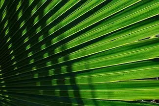 Kelly Park Rock Springs Green Palm Leaf Symmetry, Apopka, Florida