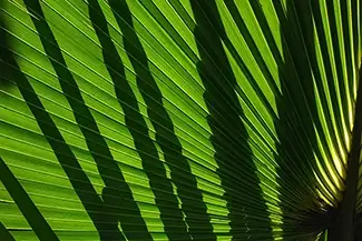 Kelly Park Rock Springs Dappled Sunlight on Palm Leaves, Apopka, Florida