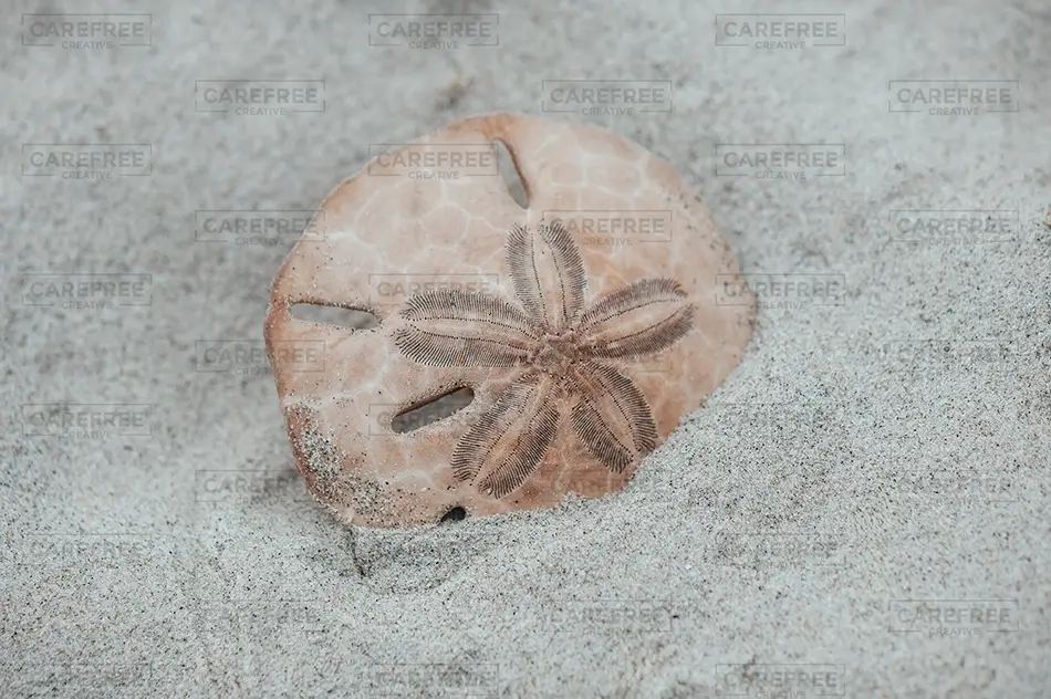 Sunset Beach Sand Dollar on the Beach, Sunset Beach, North Carolina · United States