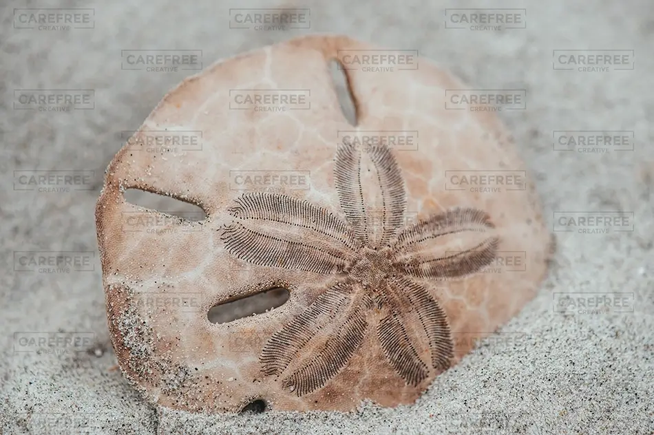 Sunset Beach Sand Dollar in the Sand, Sunset Beach, North Carolina · United States