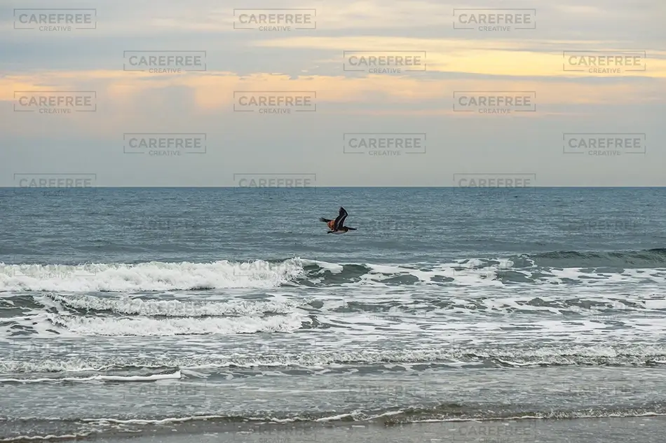 Sunset Beach Pelican Flying Over Ocean, Sunset Beach, North Carolina · United States
