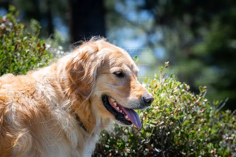 Lake Tahoe Golden Retriever, South Lake Tahoe, California · United States