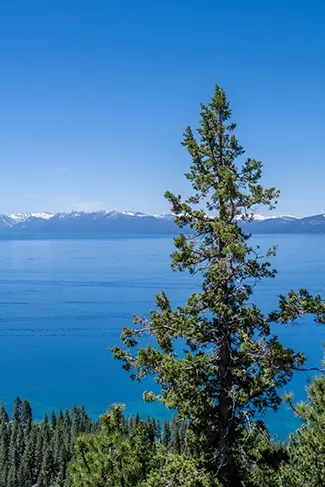 Lake Tahoe Scenic View of Pine Tree and Water, South Lake Tahoe, California