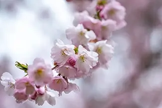 Laurel Hill Cherry Blossoms in Soft Focus, Saco, Maine