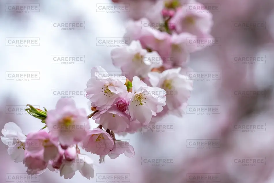 Laurel Hill Cherry Blossoms in Soft Focus, Saco, Maine · United States