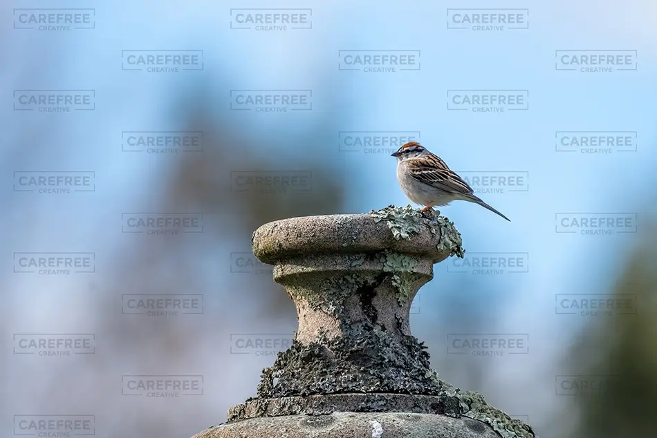 Laurel Hill Bird on Stone Pillar, Saco, Maine · United States