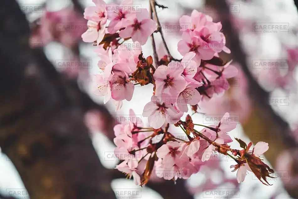 Laurel Hill Cemetery North Japanese Hill Cherry, Saco, Maine · United States