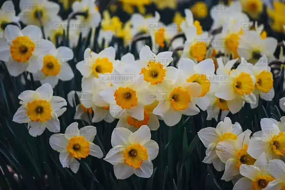 Laurel Hill Cemetery Bunch of Daffodils, Saco, Maine · United States