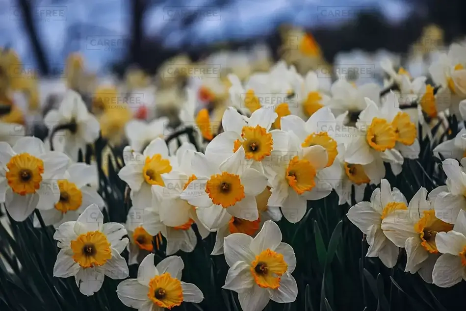 Laurel Hill Cemetery Daffodils at Dusk, Saco, Maine · United States