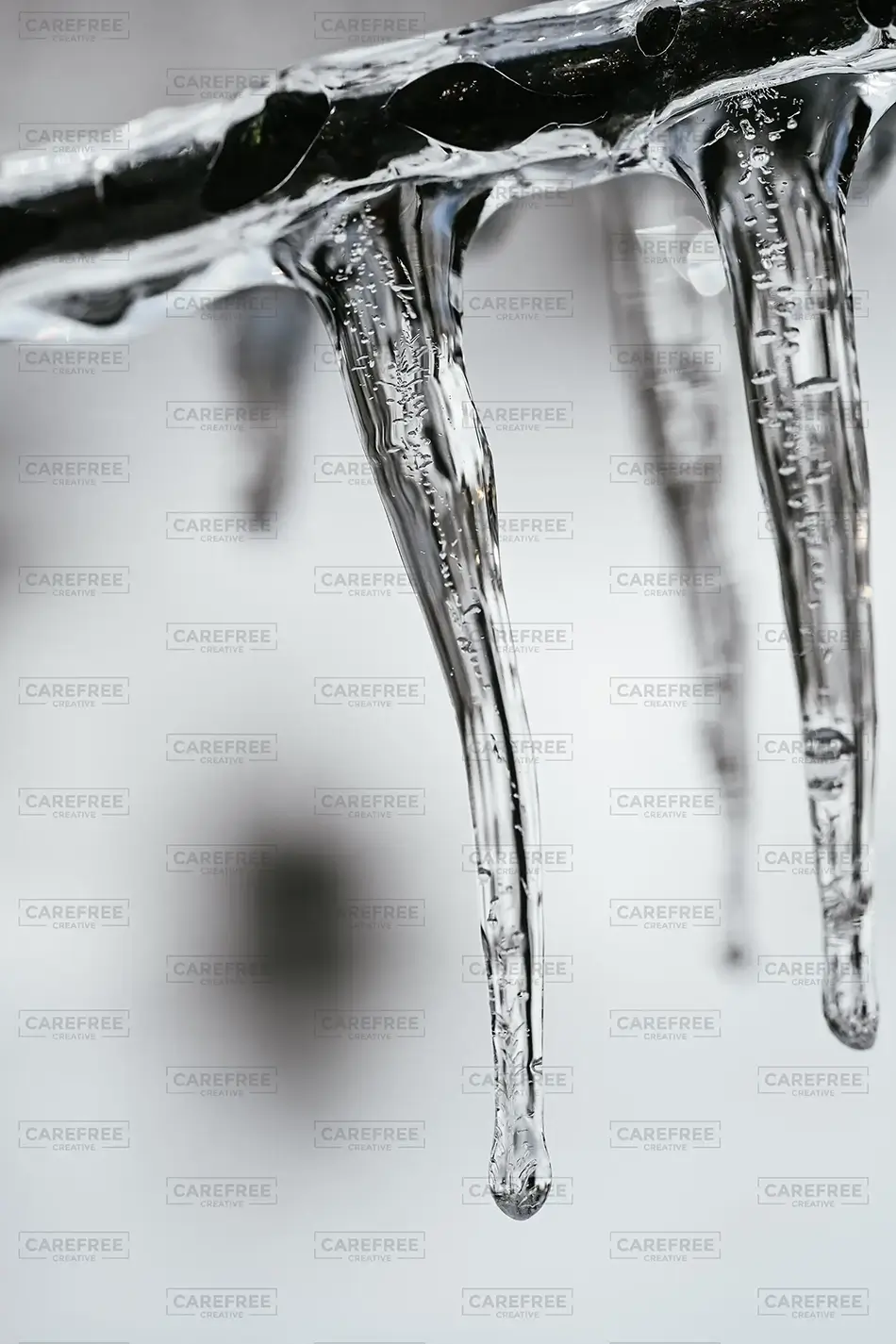 Laurel Hill Cemetery Icicles on Winter Branches, Saco, Maine · United States