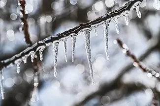 Laurel Hill Cemetery Wintry Branch Icicle Drops, Saco, Maine