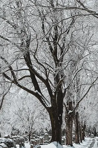 Laurel Hill Cemetery Winter Oak Portrait, Saco, Maine