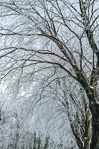Laurel Hill Cemetery Winter Tree Canopy, Saco, Maine