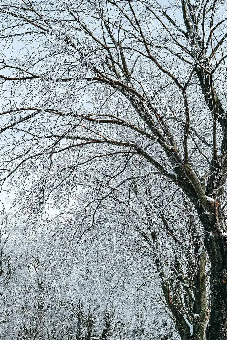 Laurel Hill Cemetery Winter Tree Canopy, Saco, Maine · United States