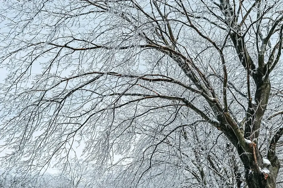 Laurel Hill Cemetery Snow-Covered Tree, Saco, Maine · United States