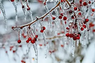 Laurel Hill Cemetery Winterberries in Ice, Saco, Maine