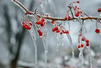 Laurel Hill Cemetery Frosted Winterberries Cluster, Saco, Maine