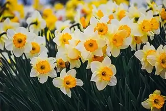 Laurel Hill Cemetery Vibrant Daffodil Cluster, Saco, Maine