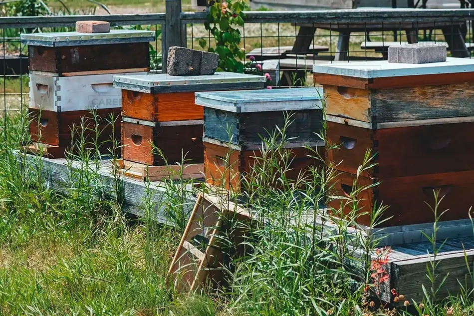 Lewis Ginter Botanical Garden Apiary in a Row, Henrico, Virginia · United States
