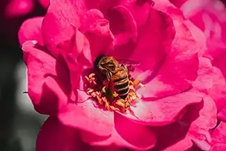 Lewis Ginter Botanical Garden Bumble Bee Pollinator on Pink Rose, Henrico, Virginia