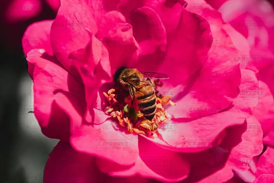 Lewis Ginter Botanical Garden Bumble Bee Pollinator on Pink Rose, Henrico, Virginia · United States